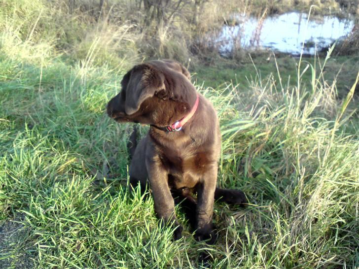 Labrador retriever Frika billede 16