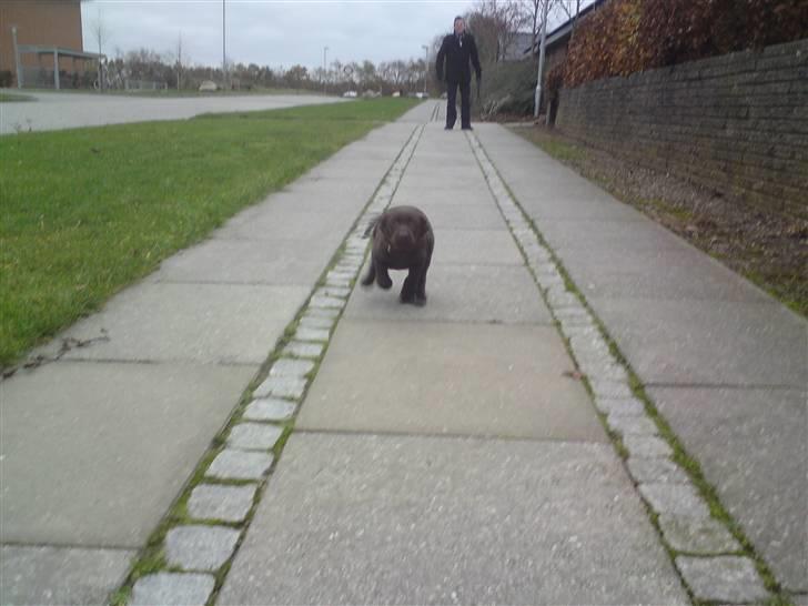 Labrador retriever Frika billede 17