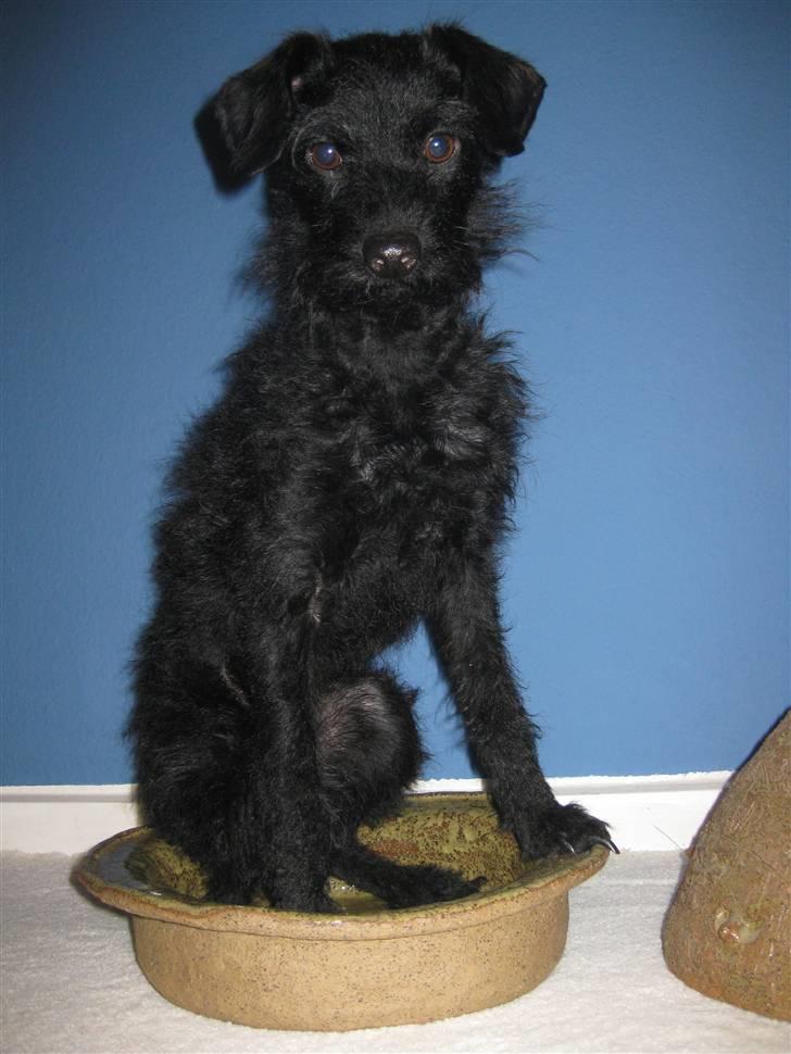 Blanding af racer - Hilda billede 17