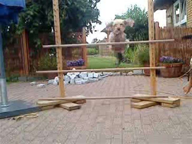 Blanding af racer Nuser *springstjernen*<3 - det højeste nuser har sprunget<3 kan ik lige huske hvor højt det er!  billede 13