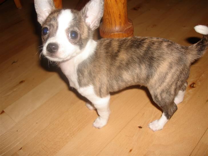 Chihuahua Einstein *solgt* billede 9