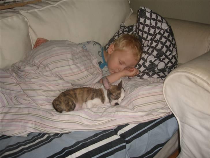 Chihuahua Einstein *solgt* - Putter med min storebror billede 10