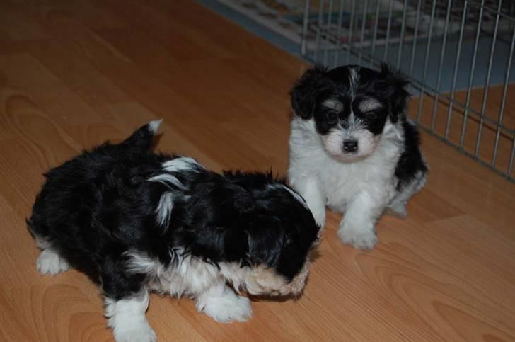 Bichon havanais Zeleco Haus Cosmo(Louis) - Jeg er den der er mest sort. billede 1