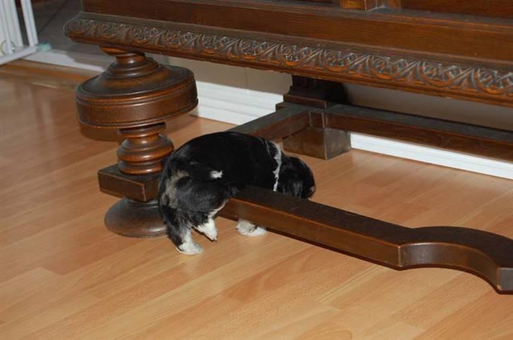 Bichon havanais Zeleco Haus Cosmo(Louis) - Da jeg var baby billede 2