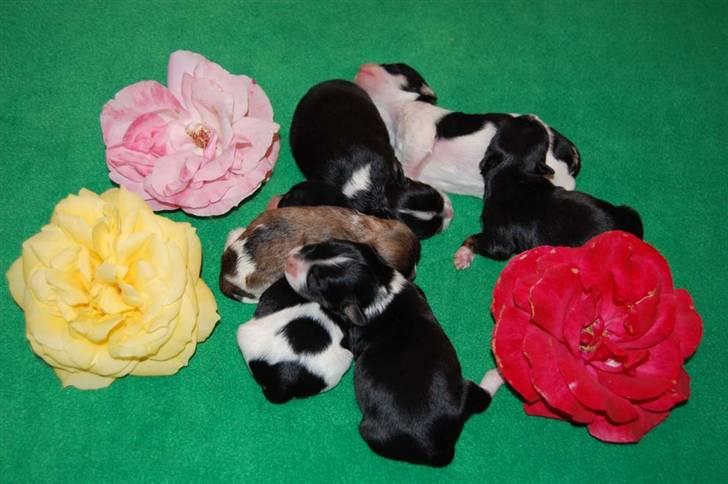 Bichon havanais Zeleco Haus Cosmo(Louis) - Jeg er den der ligger med numsen til billede 3