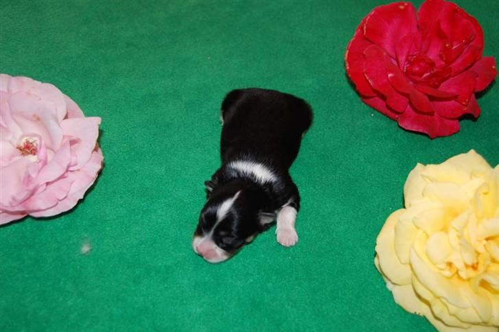 Bichon havanais Zeleco Haus Cosmo(Louis) - lille søde mig billede 4