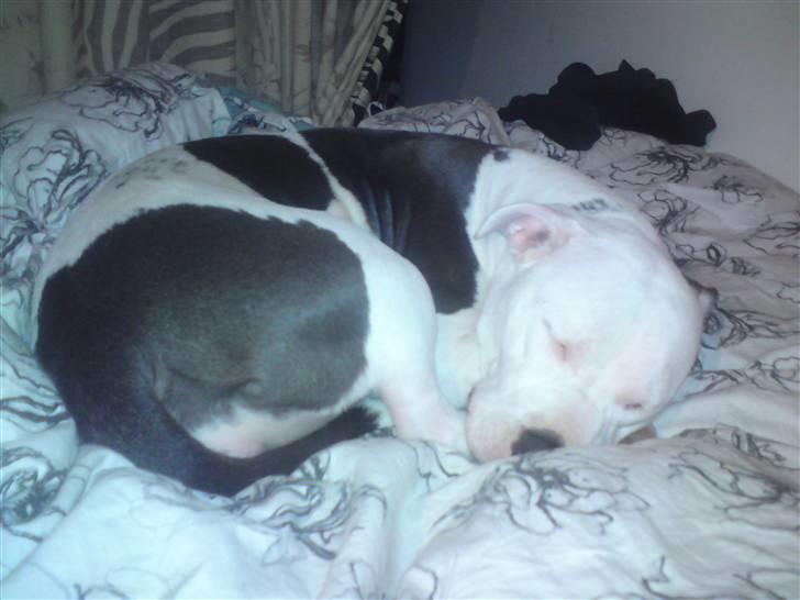 Amerikansk staffordshire terrier Armani (Mani/Mamme) (Himmelhund) billede 17