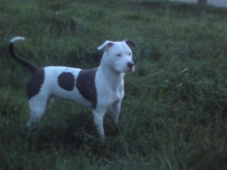 Amerikansk staffordshire terrier Armani (Mani/Mamme) (Himmelhund) billede 18