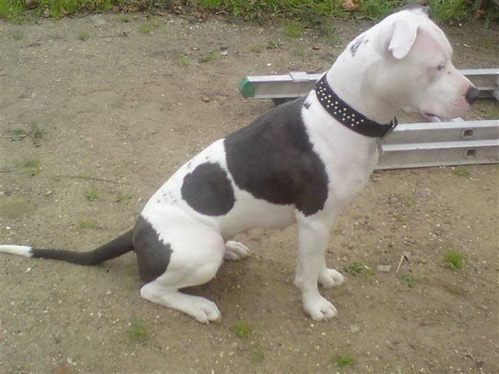 Amerikansk staffordshire terrier Armani (Mani/Mamme) (Himmelhund) billede 19