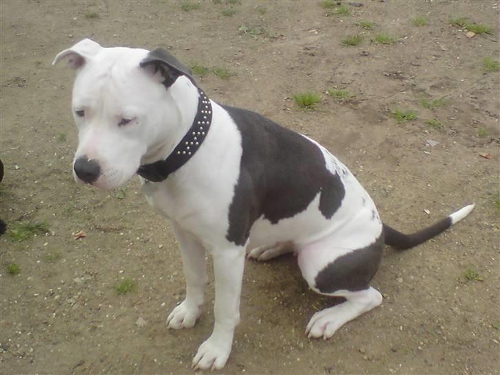 Amerikansk staffordshire terrier Armani (Mani/Mamme) (Himmelhund) billede 20