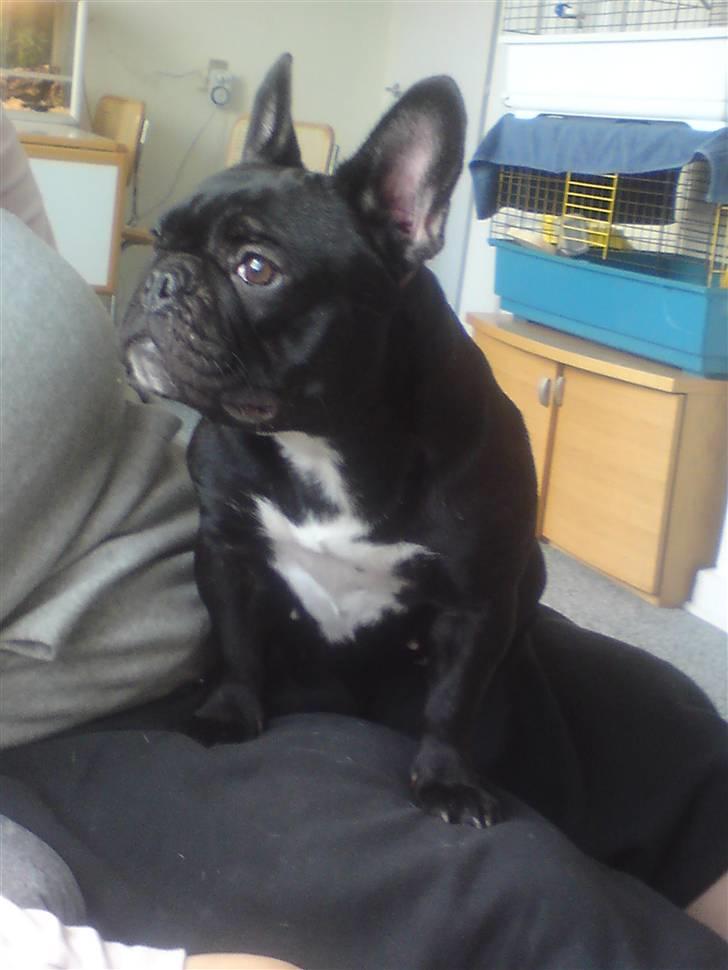 Fransk bulldog Bimbi (Himmelhund) billede 13