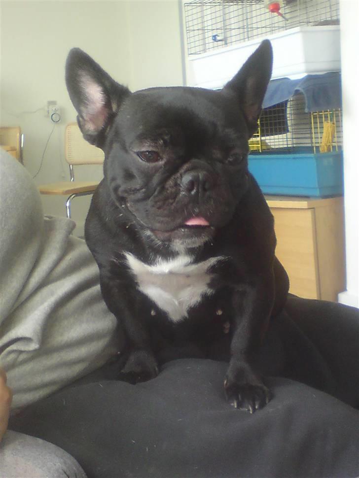 Fransk bulldog Bimbi (Himmelhund) billede 14