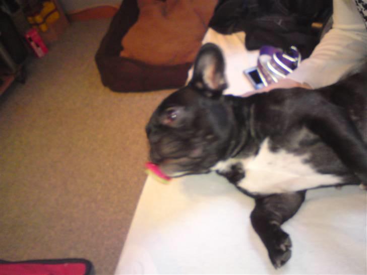 Fransk bulldog Bimbi (Himmelhund) billede 15