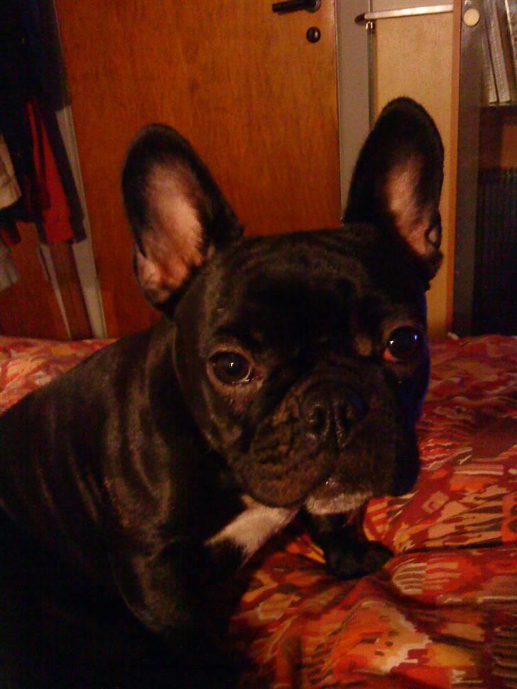 Fransk bulldog Bimbi (Himmelhund) billede 16