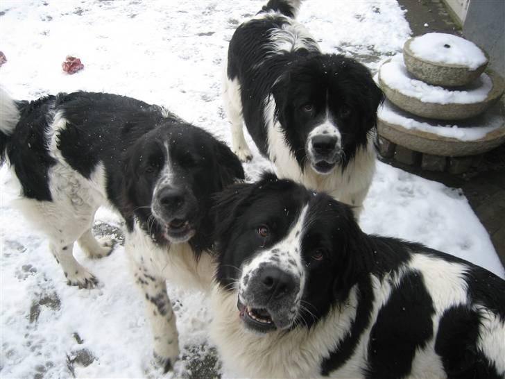 Blanding af racer Uba billede 16