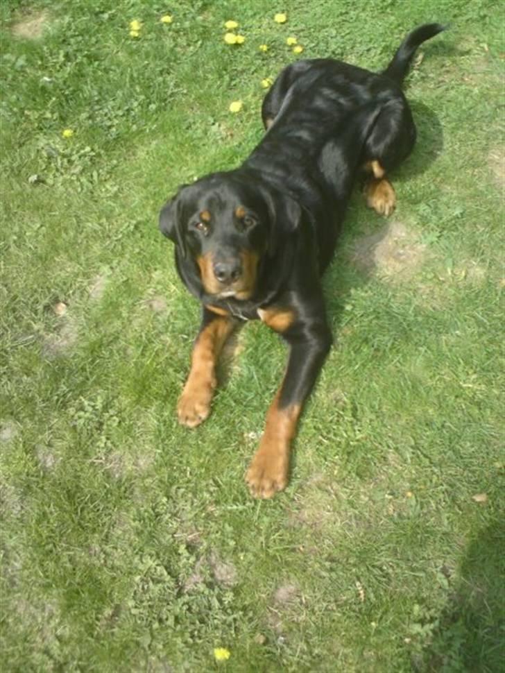 Blanding af racer Dloce billede 1