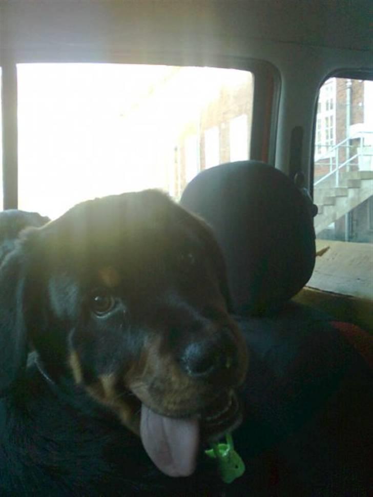 Blanding af racer Dloce billede 2