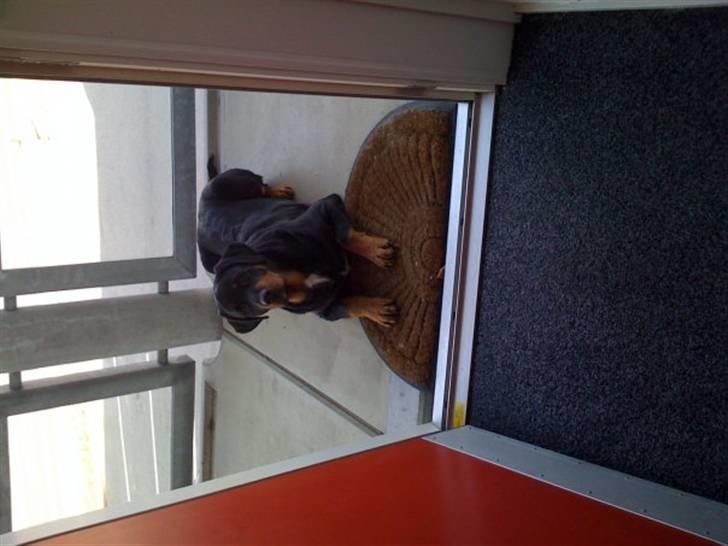 Blanding af racer Dloce billede 3