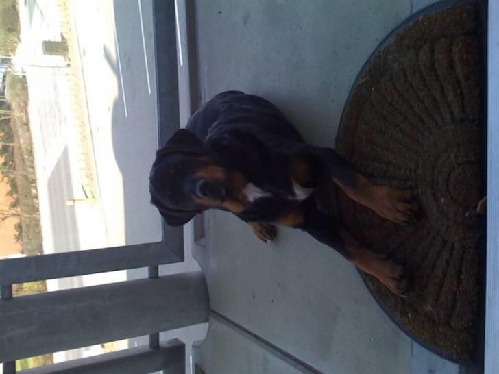 Blanding af racer Dloce billede 4