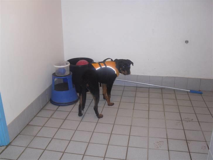 Rottweiler Bjørn Junior - Det ser ikke helt ud til at passe ham, at han skal have den vest på :-) billede 4