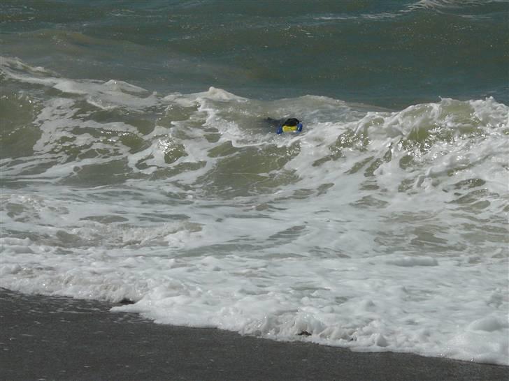 Labrador retriever Chang    (R.I.P) - ja vis man kigger efter er Chang der inde  i bøljerne den glade vand hund billede 10