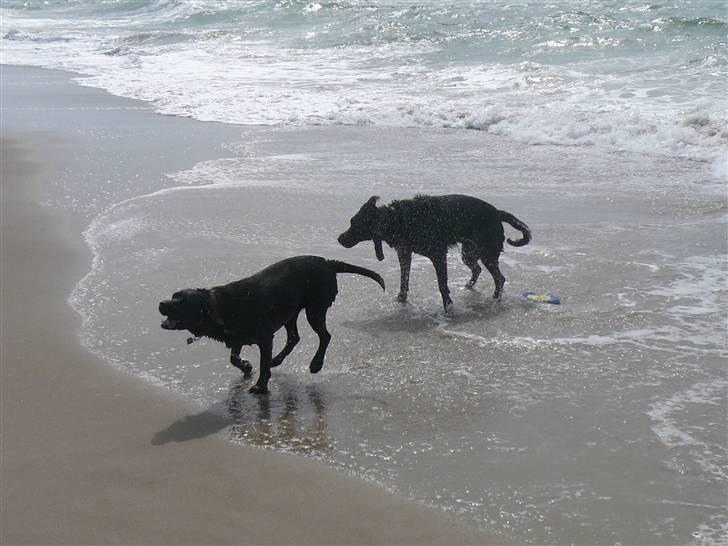 Labrador retriever Chang    (R.I.P) - Chang der lige har taget sig et bad og hvors nabo´s hund senna  billede 11