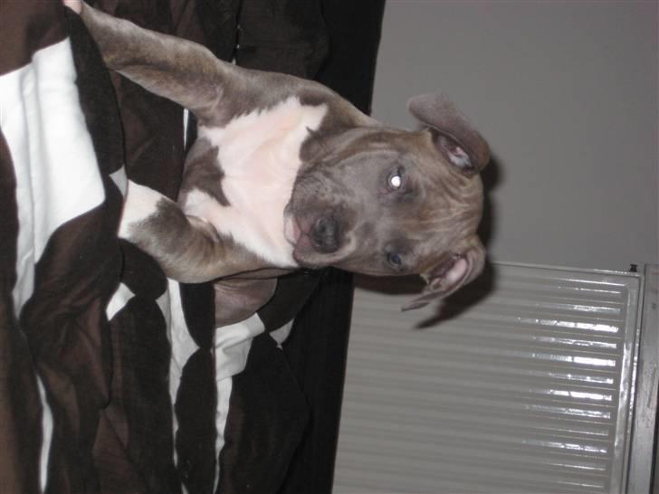 Amerikansk staffordshire terrier Shiva billede 1