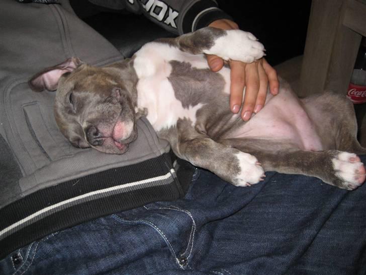 Amerikansk staffordshire terrier Shiva billede 2