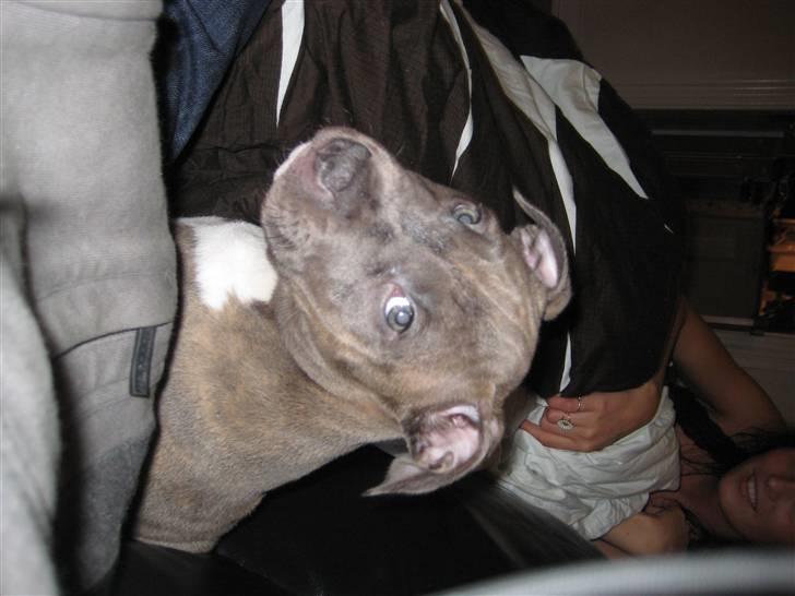 Amerikansk staffordshire terrier Shiva billede 3