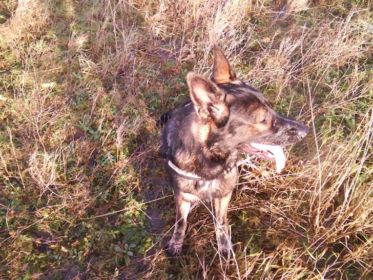 Schæferhund Athos  billede 14