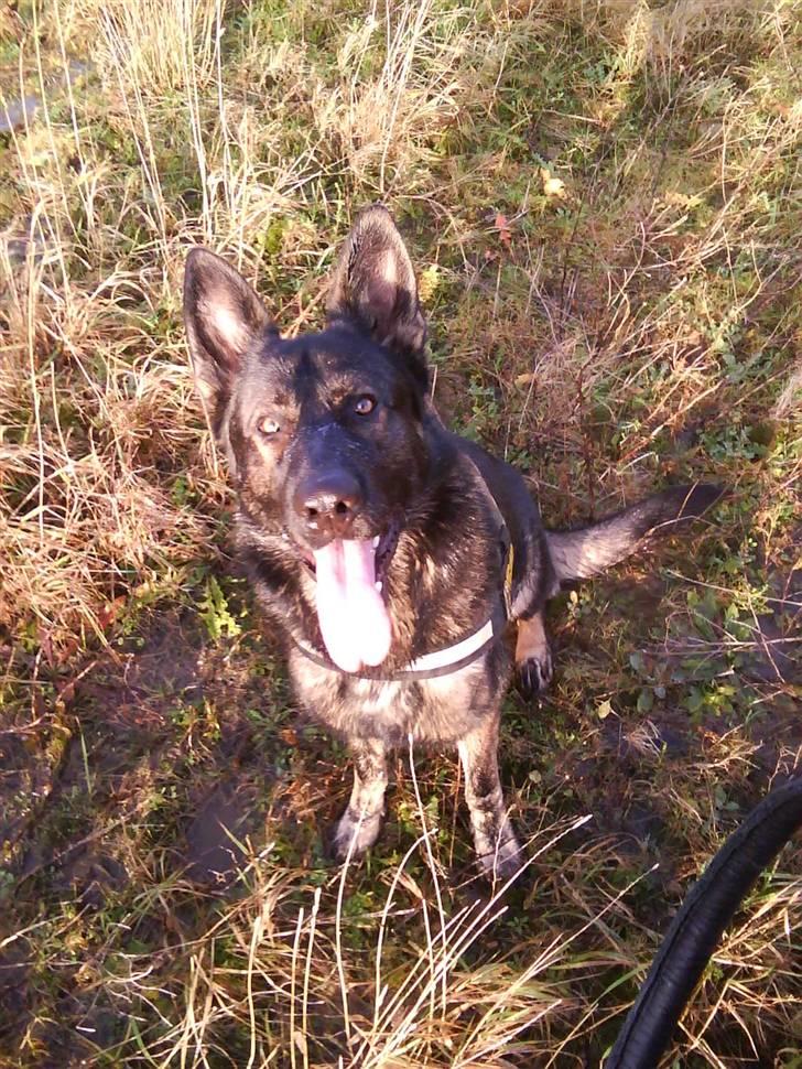 Schæferhund Athos  billede 15