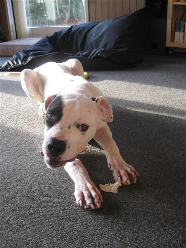 Blanding af racer Macit´s Trendsetter - Æææælsker kødben... billede 7