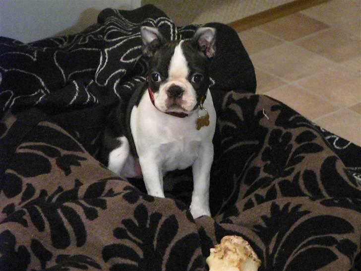 Boston terrier Cita billede 20