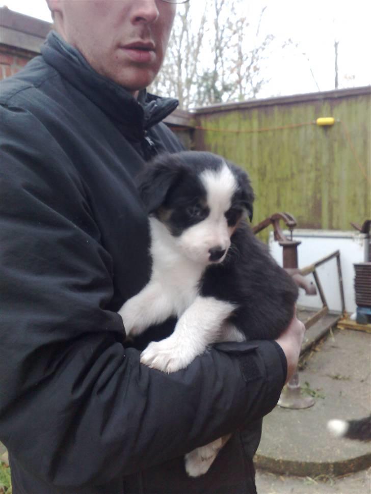 Border collie mika billede 1