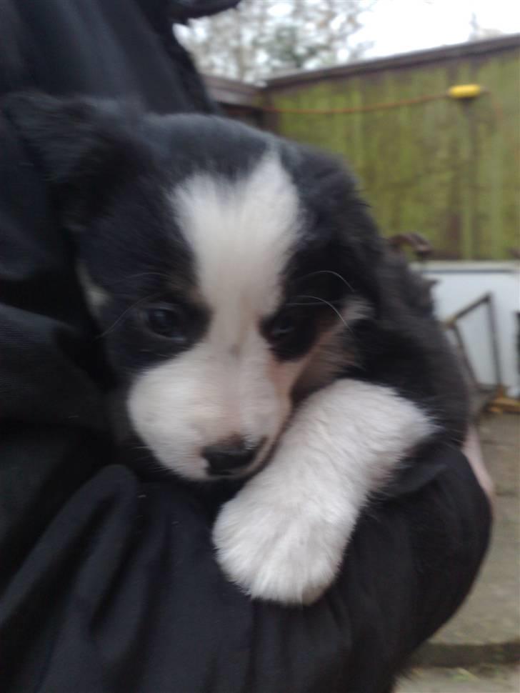 Border collie mika billede 2