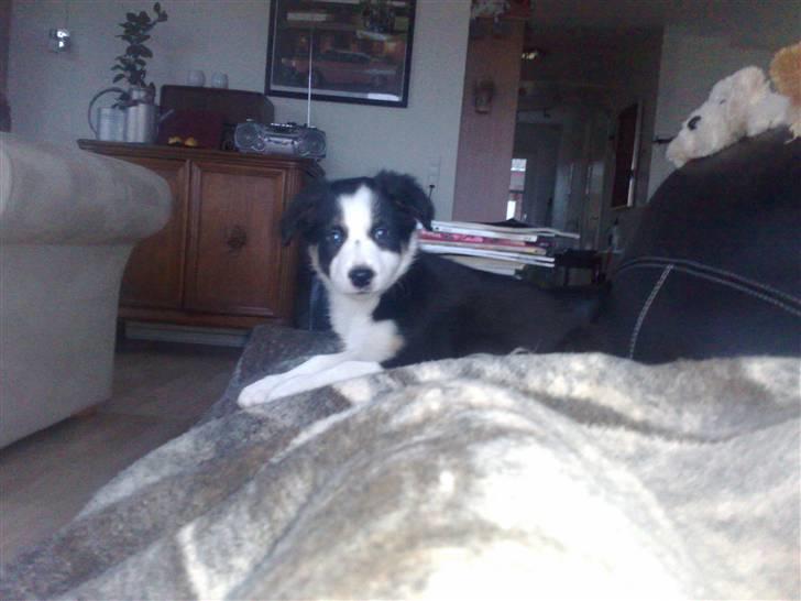 Border collie mika billede 3