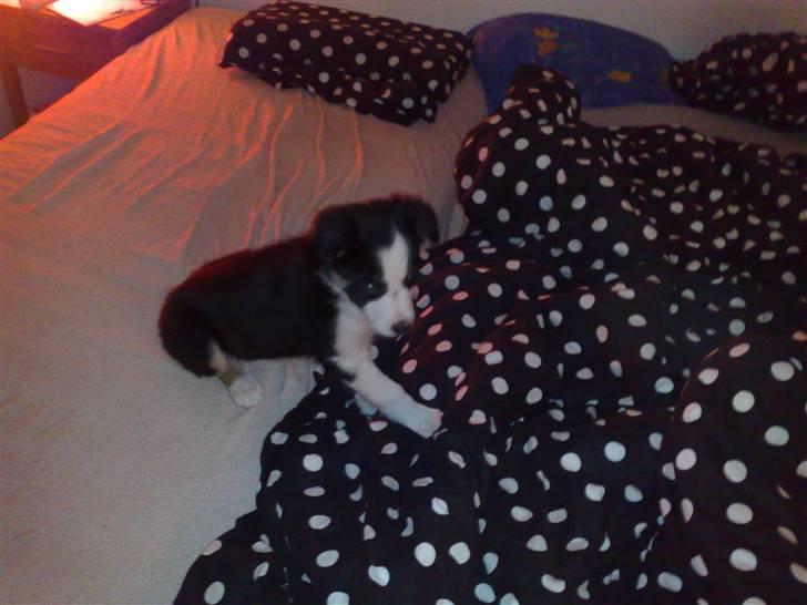 Border collie mika billede 4