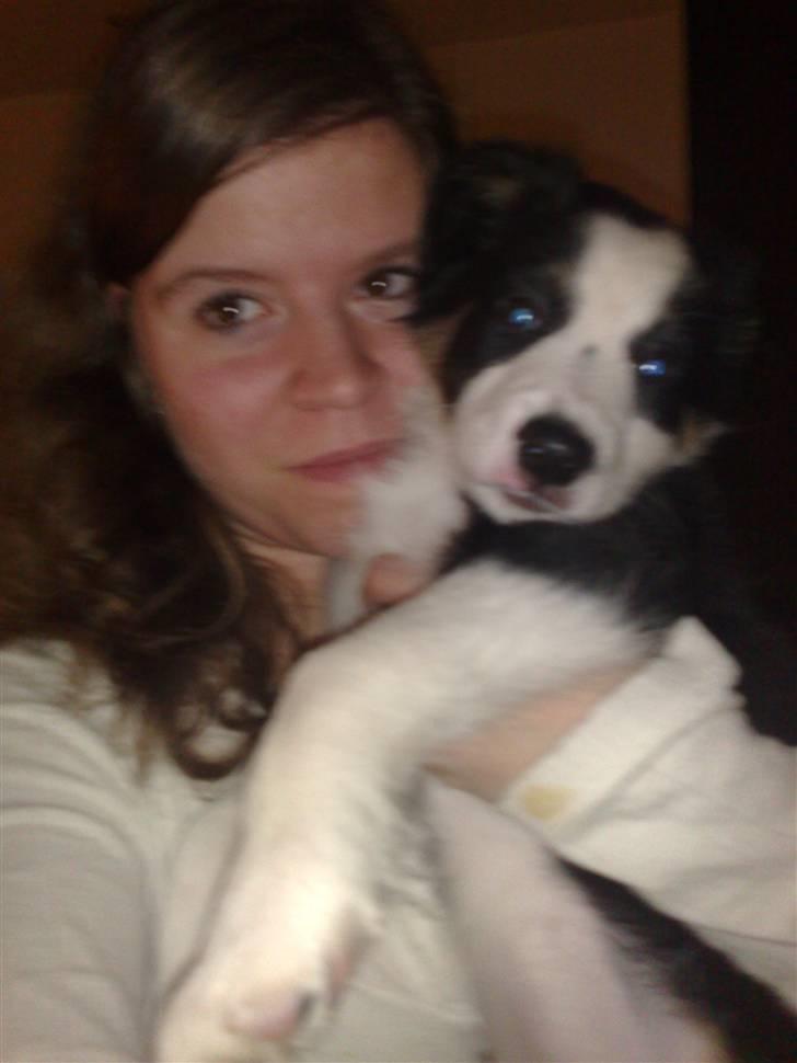 Border collie mika billede 5