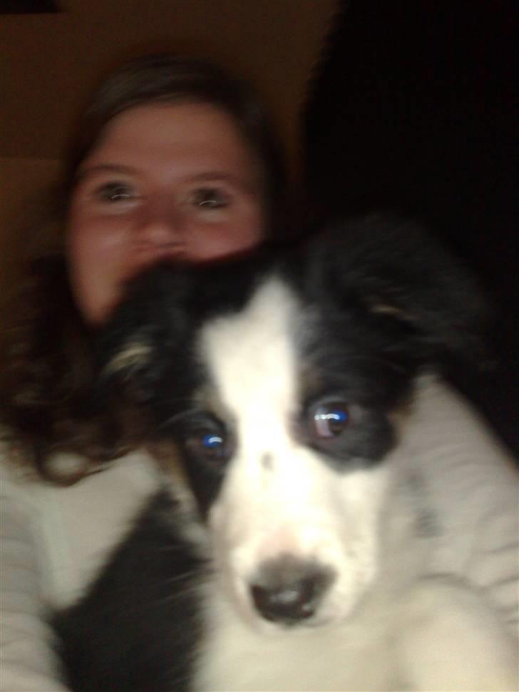 Border collie mika billede 6