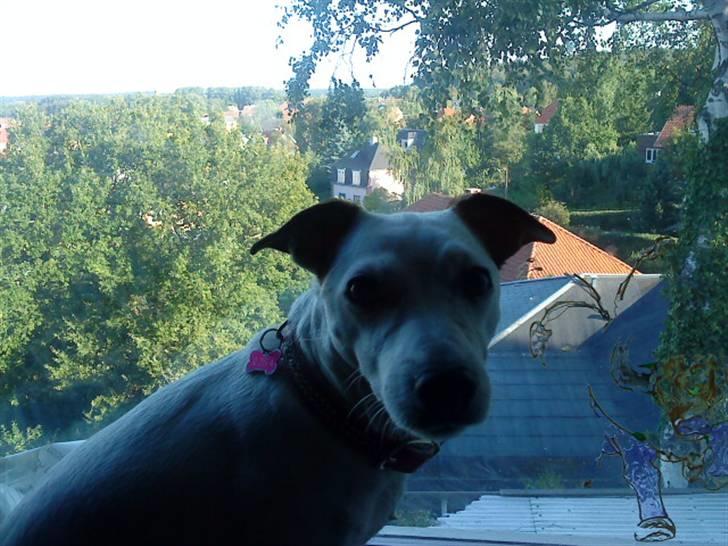 Jack russell terrier Rosa (Himmel hund) billede 13