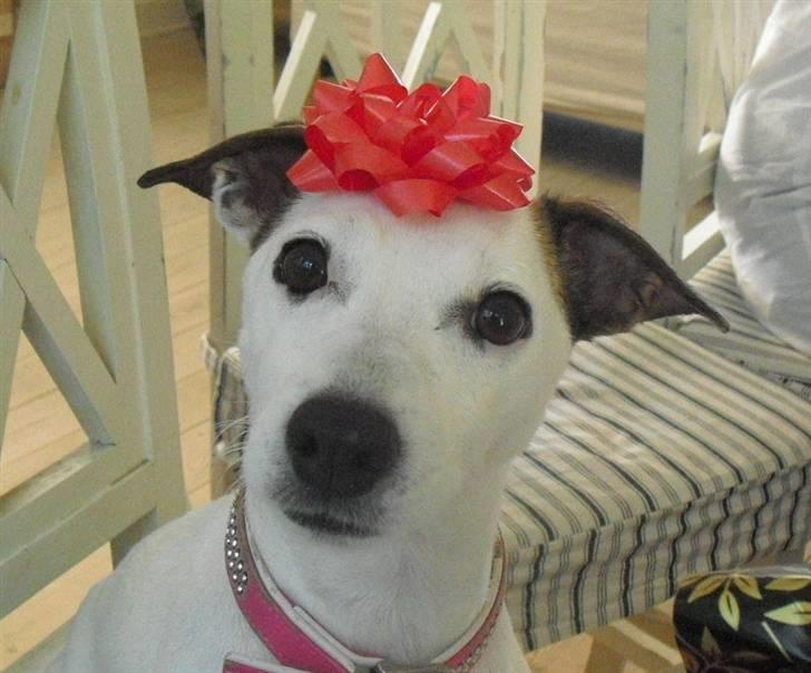 Jack russell terrier Rosa (Himmel hund) billede 14