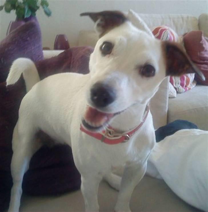 Jack russell terrier Rosa (Himmel hund) billede 15