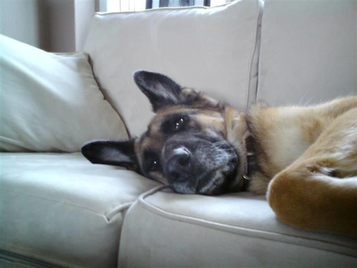 Schæferhund Nanna - savner dig skat. - en lille lur i sofaen skader ingen billede 2