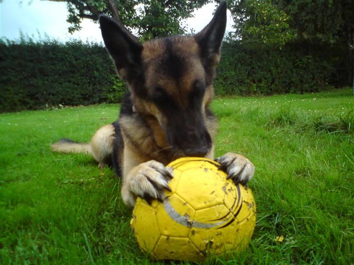 Schæferhund Nanna - savner dig skat. - holder godt ved Thomas´s bold billede 3