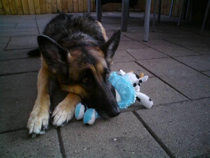 Schæferhund Nanna - savner dig skat. - fødselsdagsgave - passer godt på den billede 4