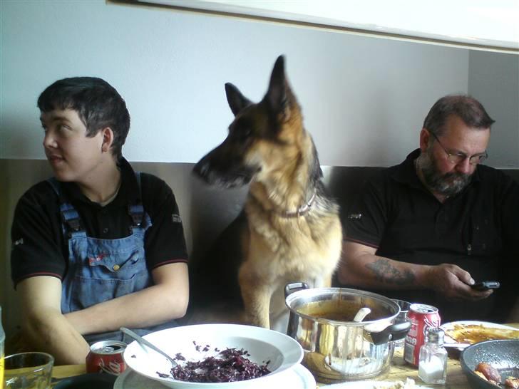 Schæferhund Nanna - savner dig skat. - Sidder da med ved bordet på værkstedet - tæller frikadeller billede 5