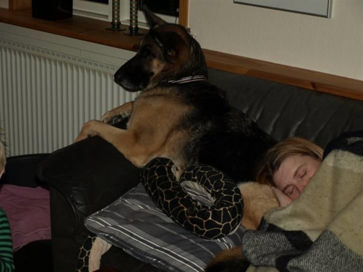 Schæferhund Nanna - savner dig skat. - ser fjernsyn og passer på mor billede 7