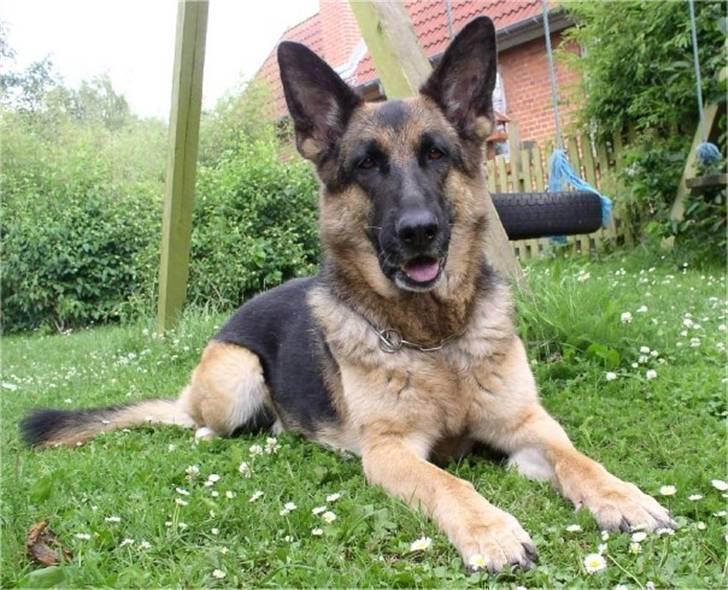 Schæferhund Nanna - savner dig skat. - Smukke Nanna billede 8