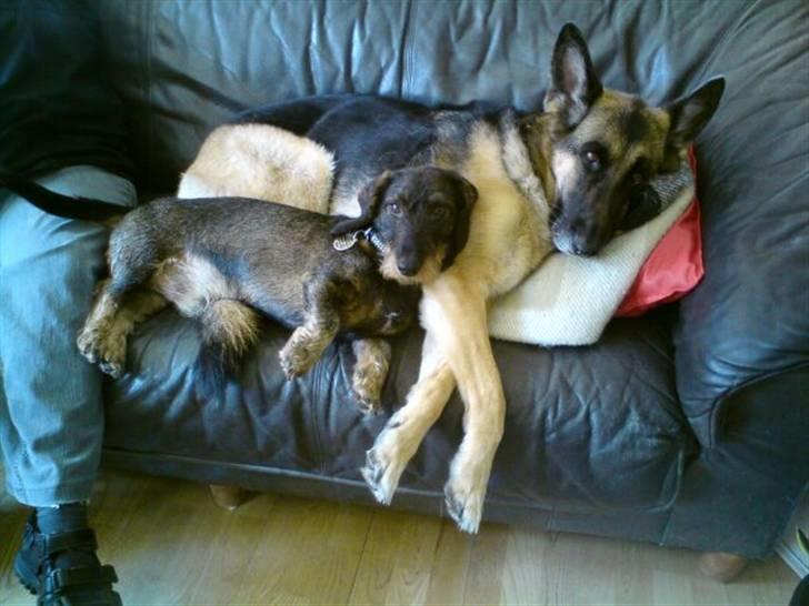 Schæferhund Nanna - savner dig skat. - her sover vi igen - Nanna og Bonzo billede 10