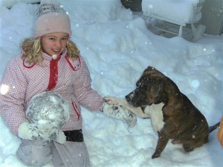 Amerikansk staffordshire terrier psycho - mig og maiken i sneen julen 09 :) billede 17